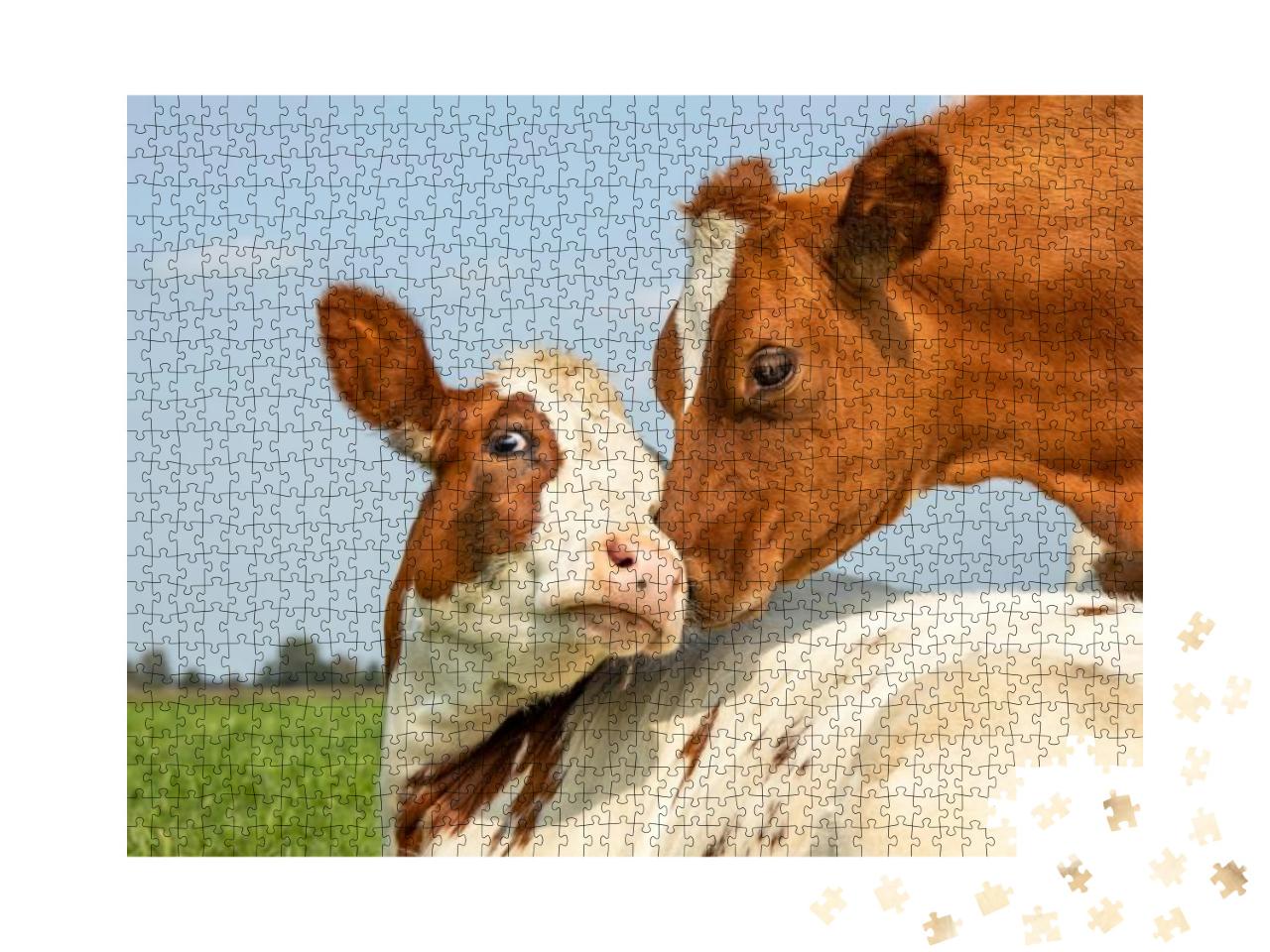Cow Playfully Cuddling Another Young Cow Lying Down in a... Jigsaw Puzzle with 1000 pieces