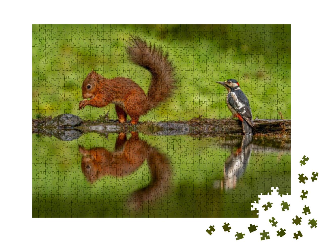 Red Squirrel Sciurus Vulgaris & a Greater Spotted Woodpec... Jigsaw Puzzle with 1000 pieces