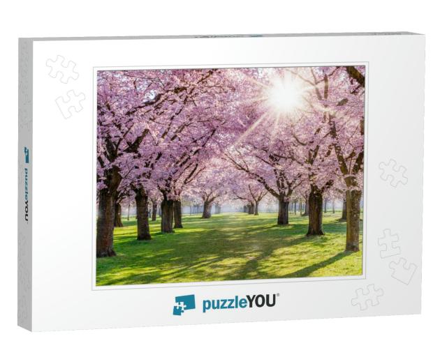 Cherry Blossoming Trees & Sun Light in Park. Sakura Cherr... Jigsaw Puzzle
