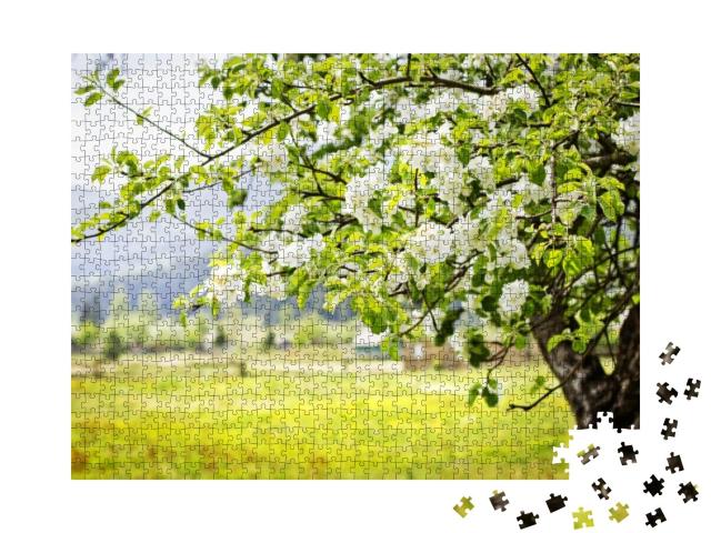Apple Tree Blossoms Over Nature Background/ Spring Flower... Jigsaw Puzzle with 1000 pieces