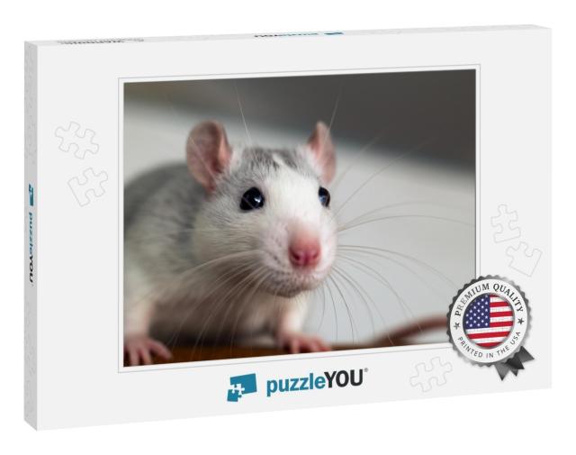 Closeup of Funny White Domestic Rat with Long Whiskers... Jigsaw Puzzle