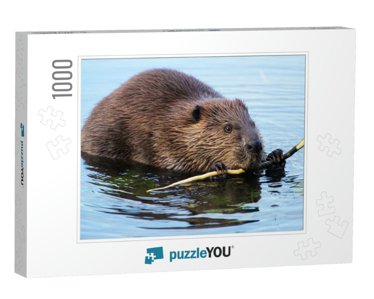 Beaver Munching on Some Bark At Dusk... Jigsaw Puzzle with 1000 pieces