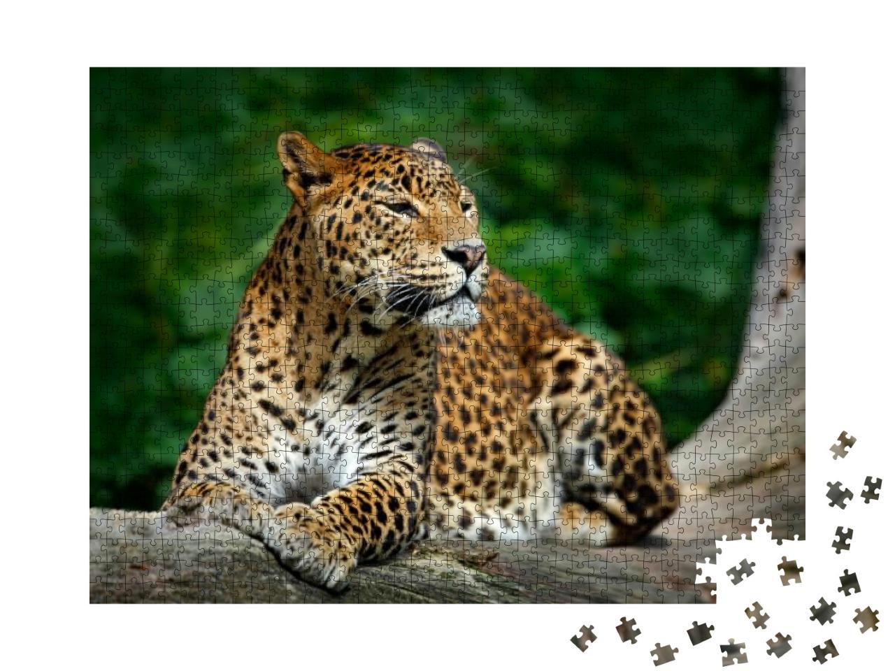 Sri Lankan Leopard, Panthera Pardus Kotiya, Big Spotted C... Jigsaw Puzzle with 1000 pieces
