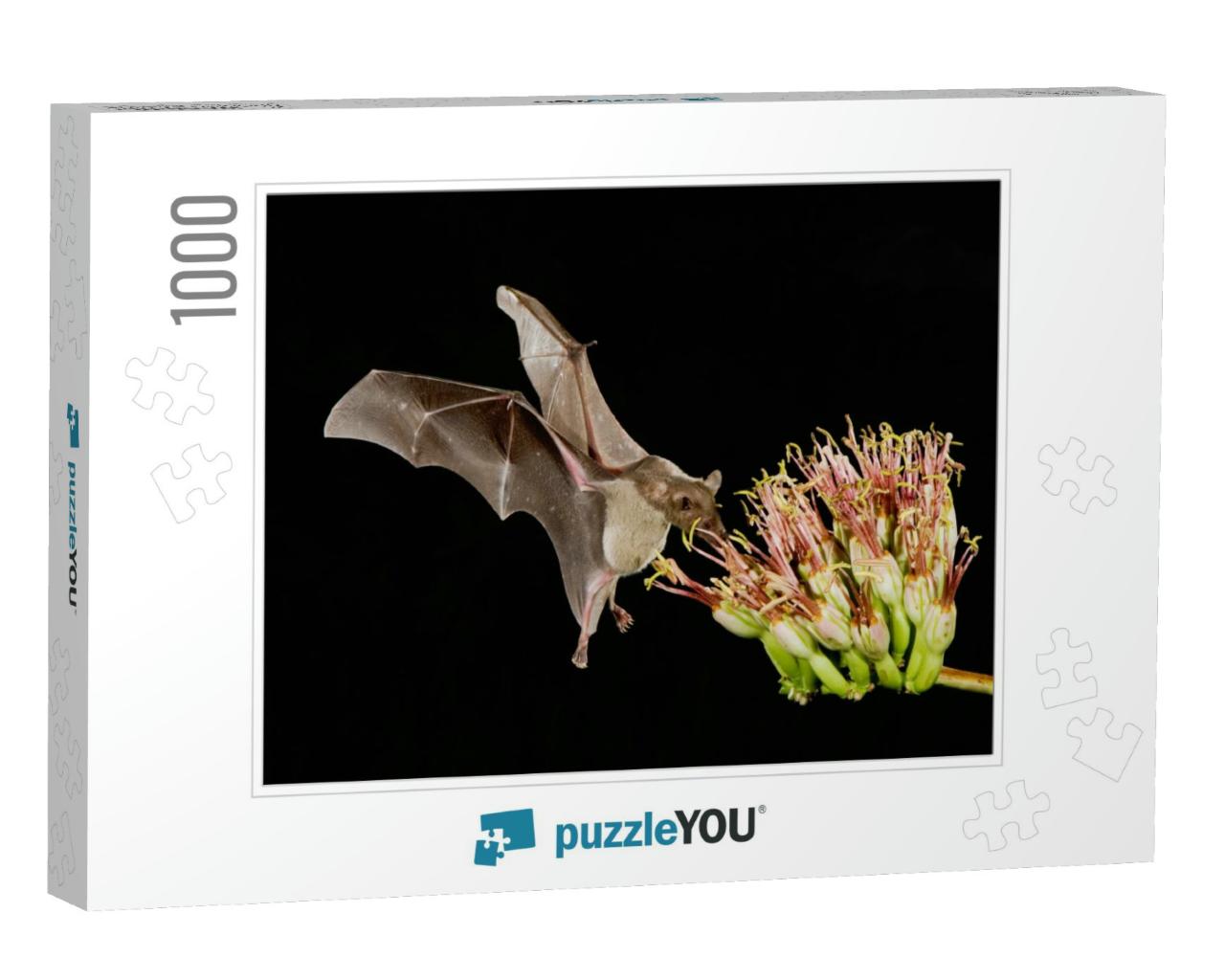 Lesser Long-Nosed Bat, Leptonycteris Curasoae, Adult in F... Jigsaw Puzzle with 1000 pieces