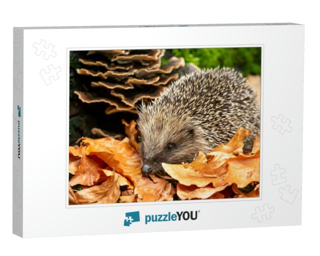 Hedgehog in Autumn. Scientific Name Erinaceus Europaeus... Jigsaw Puzzle