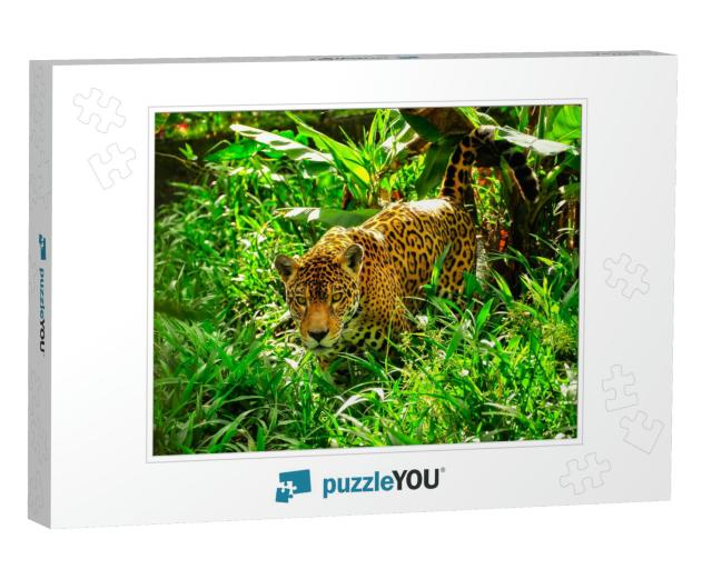 An Adult Jaguar Stalking in the Grass... Jigsaw Puzzle