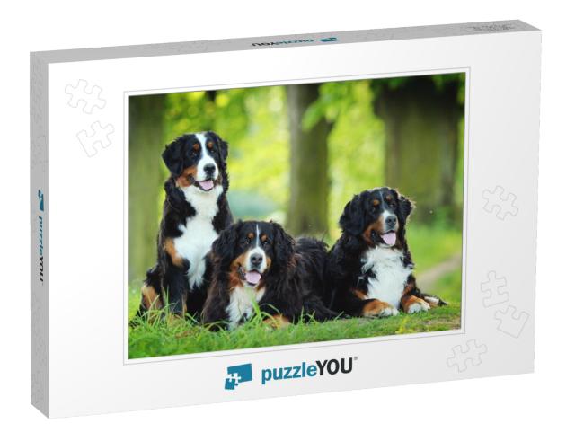 Bernese Mountain Dog... Jigsaw Puzzle