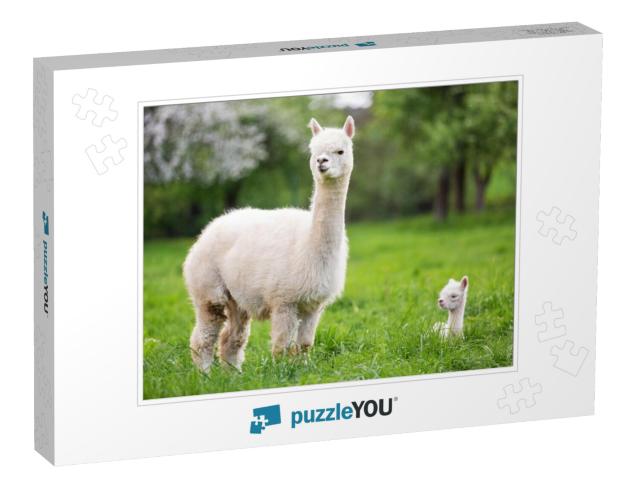 White Alpaca with Offspring, South American Mammal... Jigsaw Puzzle