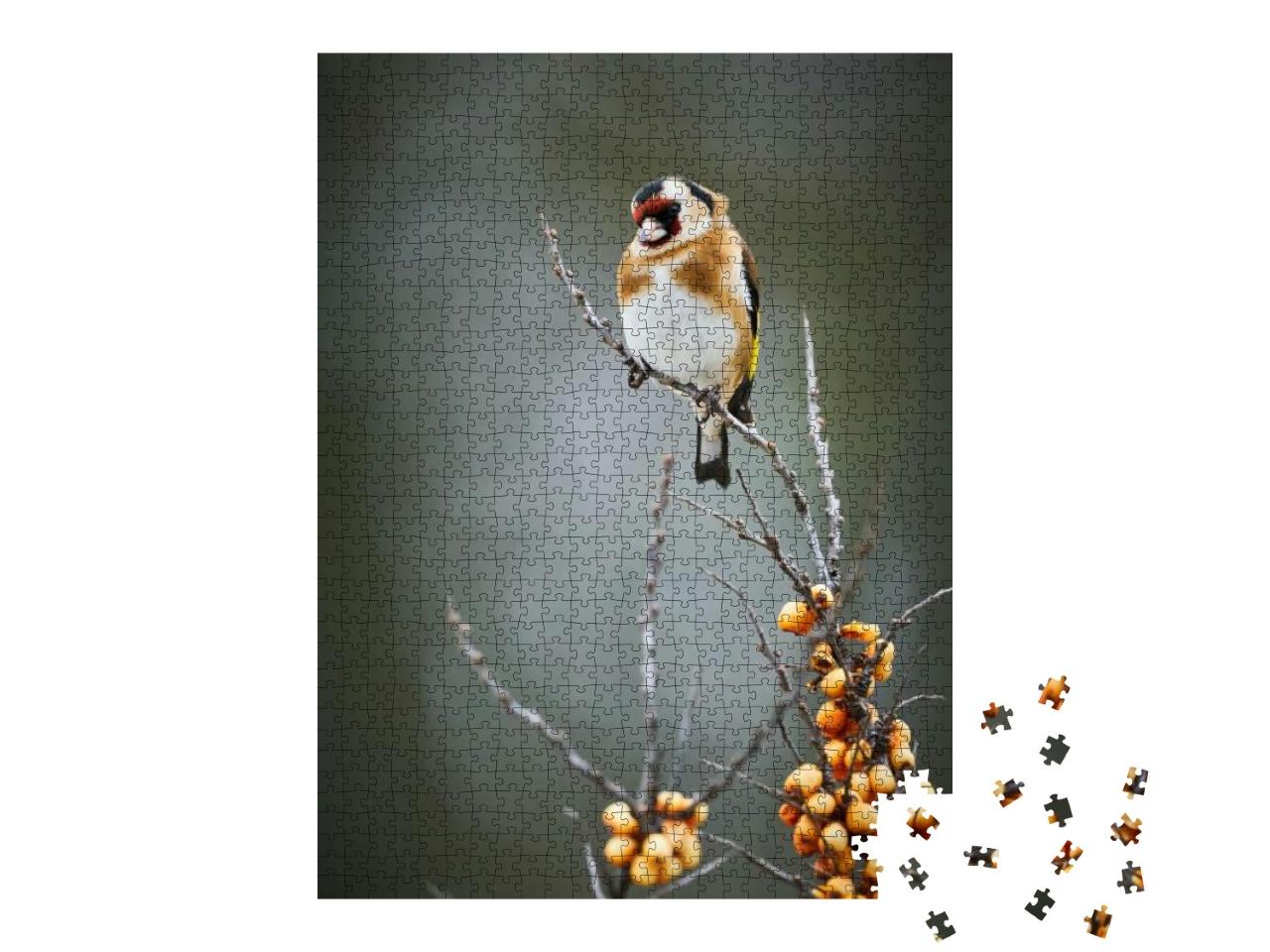European Goldfinch Carduelis Carduelis, Black & Yellow So... Jigsaw Puzzle with 1000 pieces