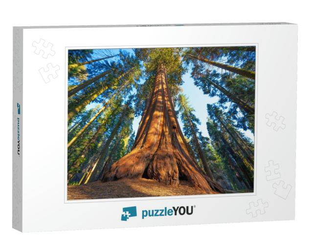 Famous Sequoia Park & Giant Sequoia Tree At Sunset... Jigsaw Puzzle