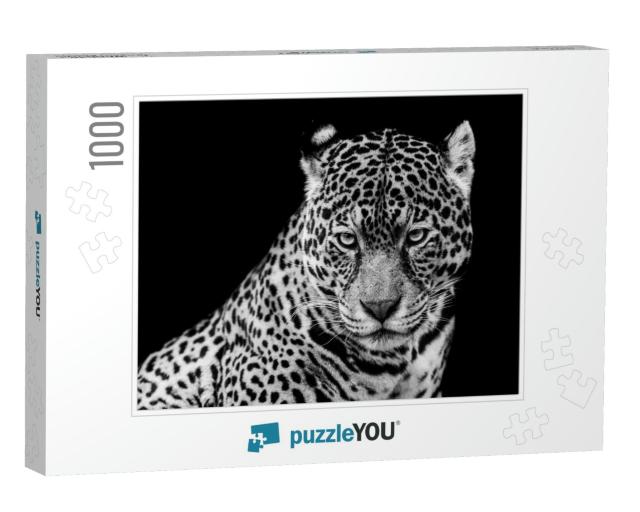 Jaguar with a Black Background in B&W... Jigsaw Puzzle with 1000 pieces