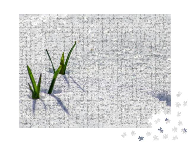 The Winter Ends & the Springtime Shows Fresh Green & Snow... Jigsaw Puzzle with 1000 pieces