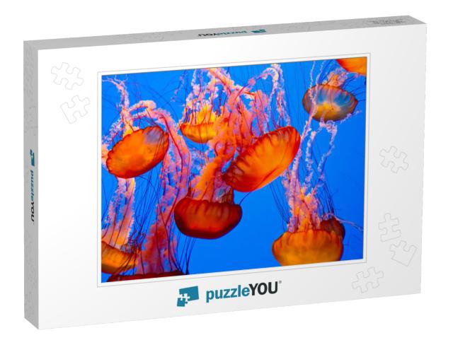 Spectacular Jellyfish... Jigsaw Puzzle