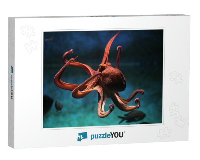 Common Octopus Vulgaris. Wildlife Animal... Jigsaw Puzzle