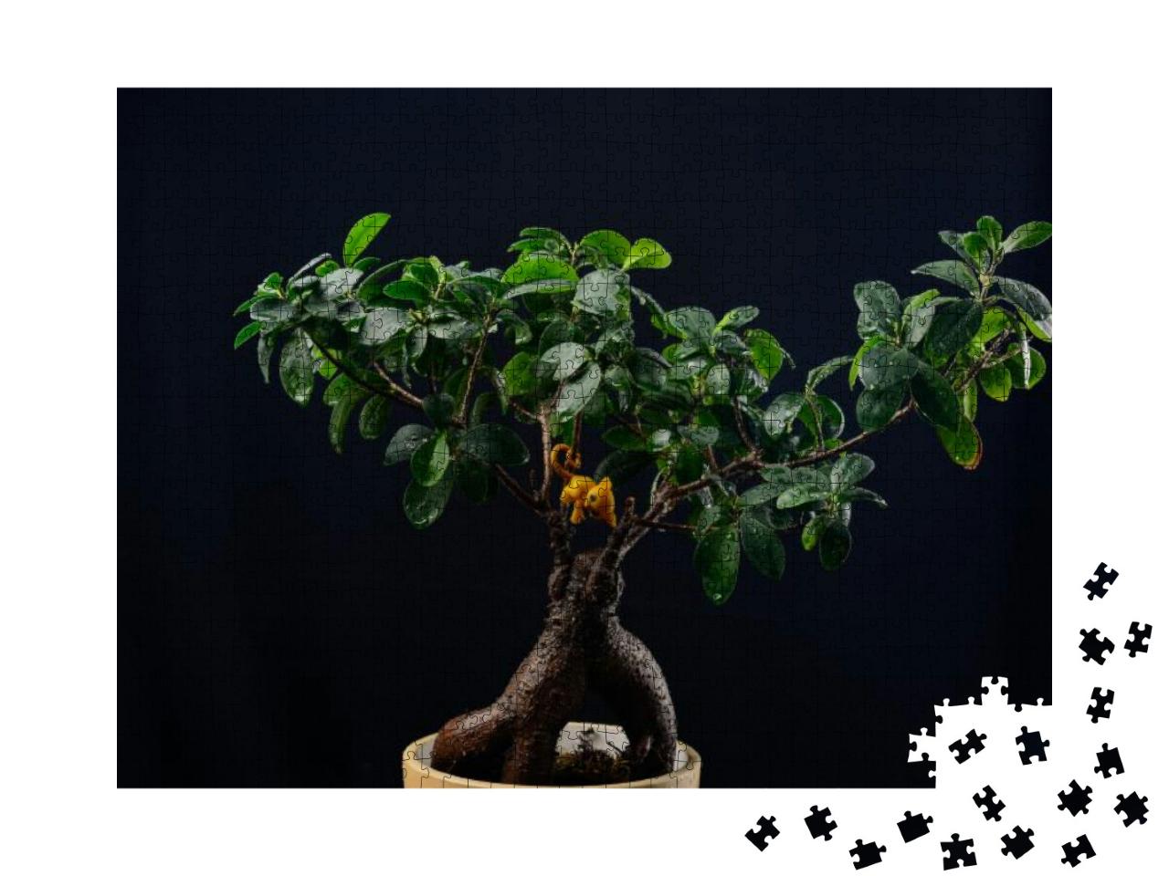 Indoor Plant Ficus Bonsai on a Black Background Close-Up... Jigsaw Puzzle with 1000 pieces