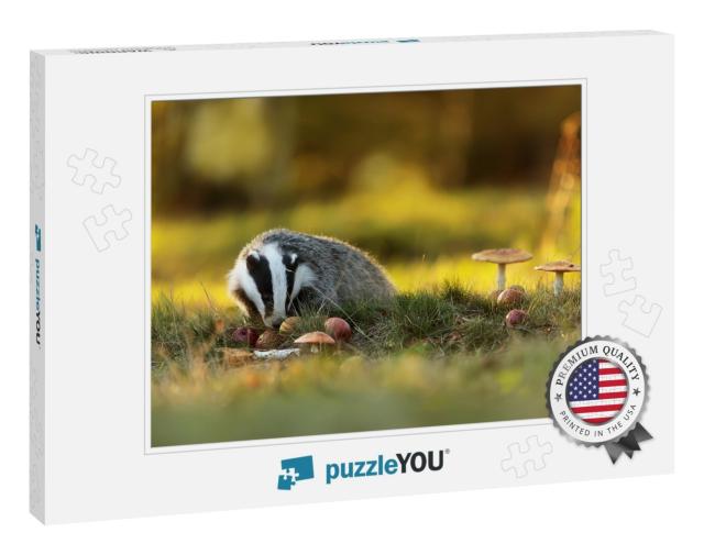 European Badger is Eating Apples... Jigsaw Puzzle