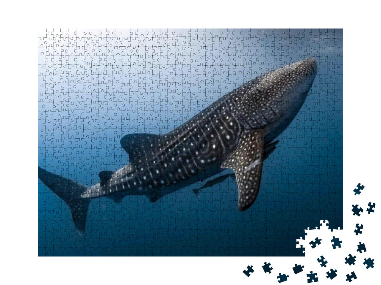 Whale Shark Very Near Looking At You Underwater in Papua... Jigsaw Puzzle with 1000 pieces