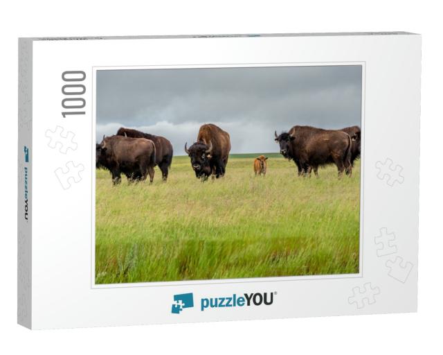 A Herd of Plains Bison with a Baby Calf in a Pasture in S... Jigsaw Puzzle with 1000 pieces
