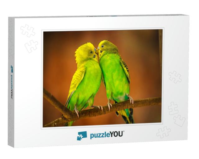 Budgerigar... Jigsaw Puzzle