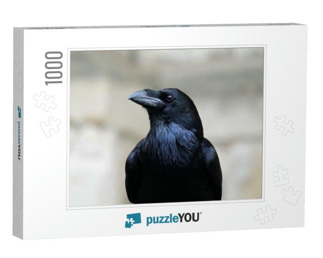 Close Up Portrait of a Common Raven Corvus Corax... Jigsaw Puzzle with 1000 pieces