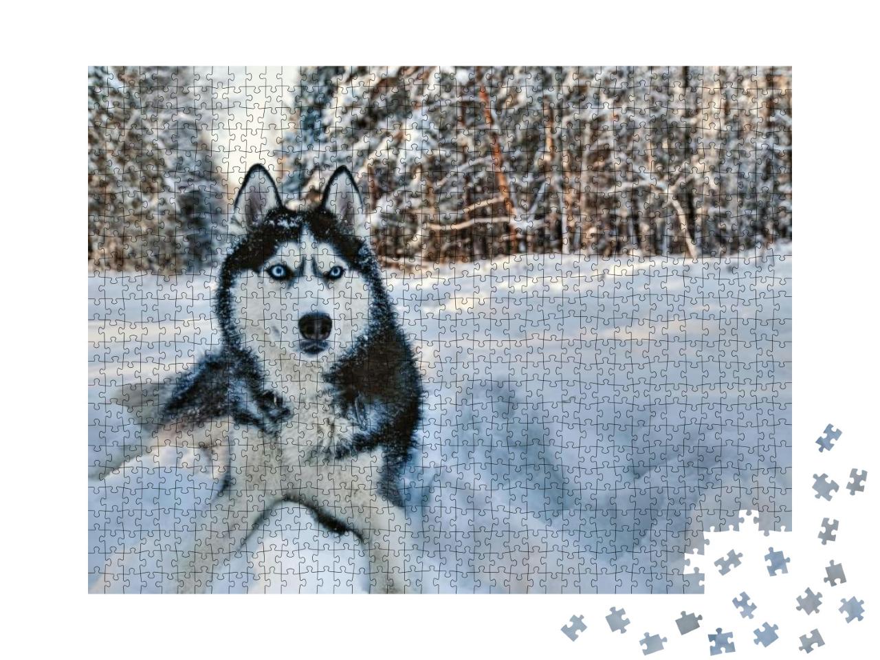 Husky Dog Lying in the Snow. Black & White Siberian Husky... Jigsaw Puzzle with 1000 pieces