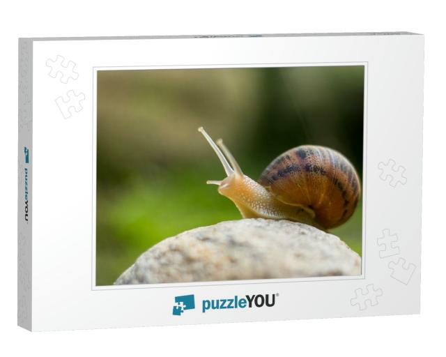 Snail on Rock Reaching Up... Jigsaw Puzzle