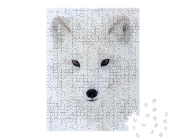 Arctic Fox... Jigsaw Puzzle with 1000 pieces