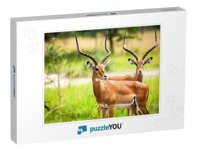 Antelope Impala in Nature Uganda. Antelope Animal Portrai... Jigsaw Puzzle