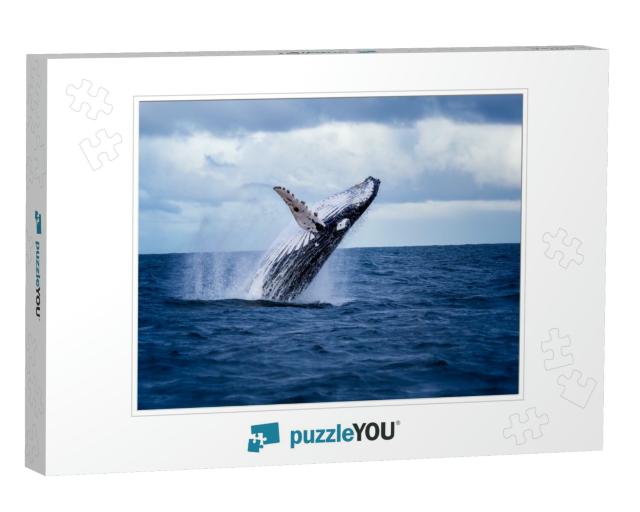 Humpback Whale Jumping Out of the Water in Australia. the... Jigsaw Puzzle