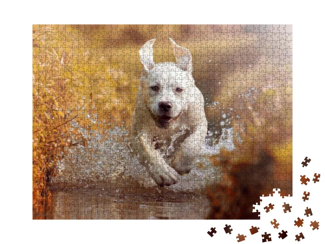 A Young Labrador Retriever Dog is Running Through a River... Jigsaw Puzzle with 1000 pieces