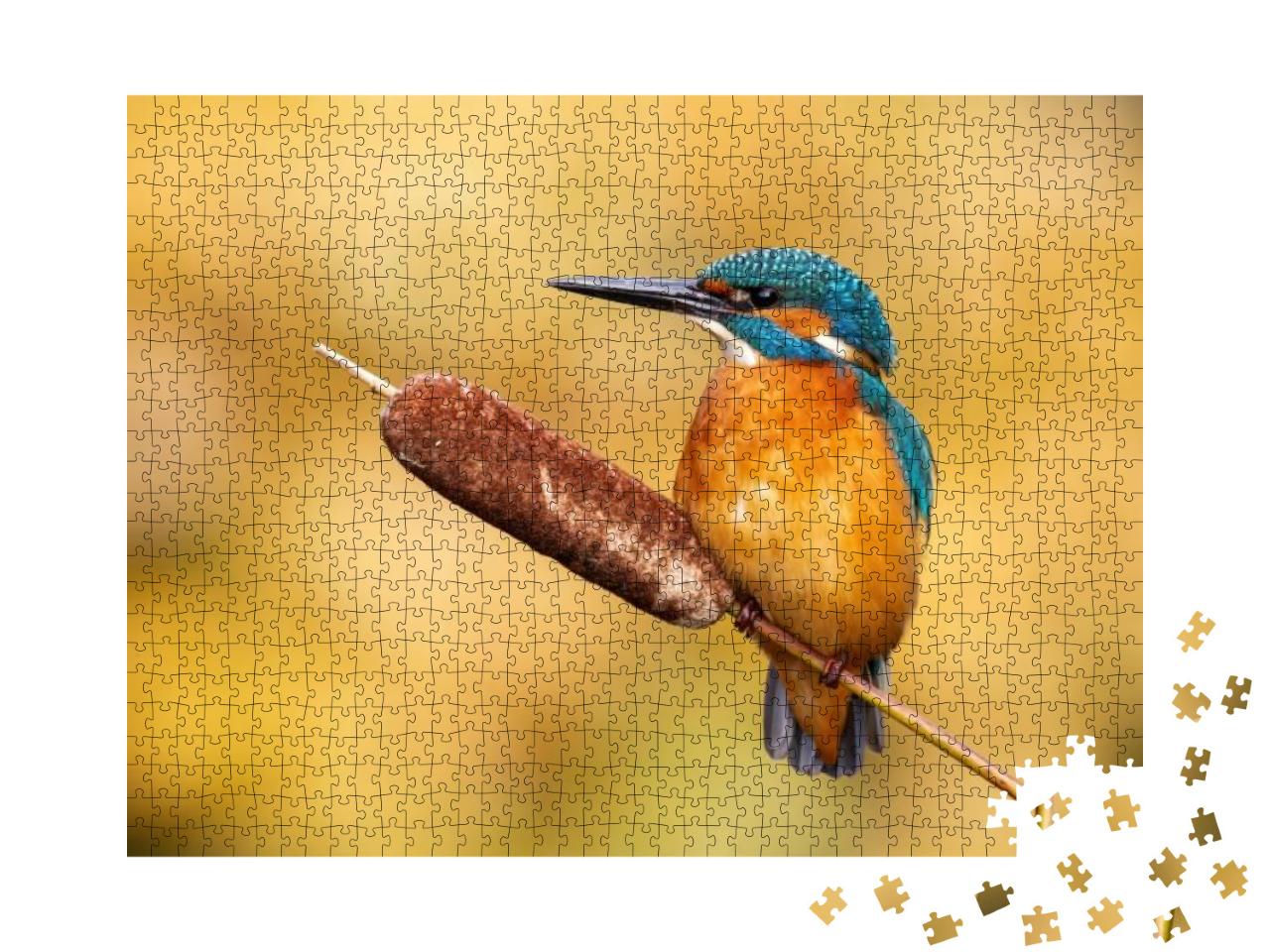 Calm Male Common Kingfisher, Alcedo Atthis, Sitting Still... Jigsaw Puzzle with 1000 pieces