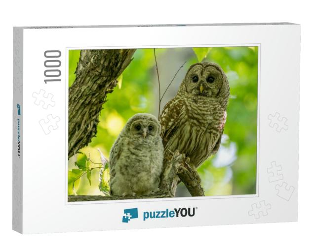 Adult & Baby Barred Owls Perching on a Tree Branch in Ear... Jigsaw Puzzle with 1000 pieces