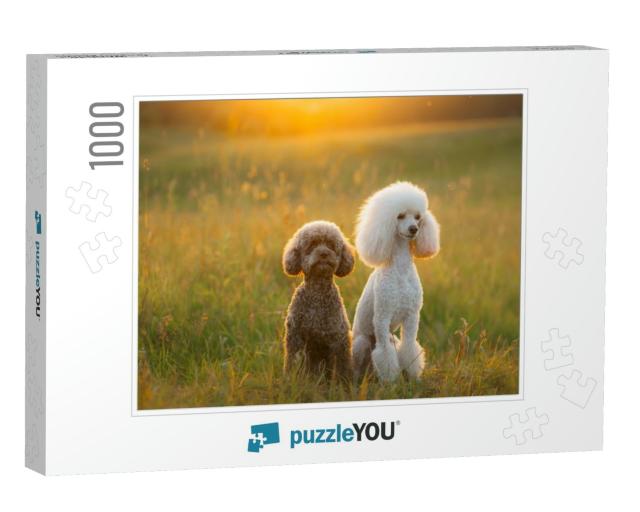 Two Poodles on the Grass. Pet in Nature. Cute Dog Like a... Jigsaw Puzzle with 1000 pieces