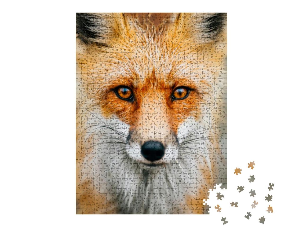 Close Up Macro of a Small Wild Fox on the Road. Stunning... Jigsaw Puzzle with 1000 pieces