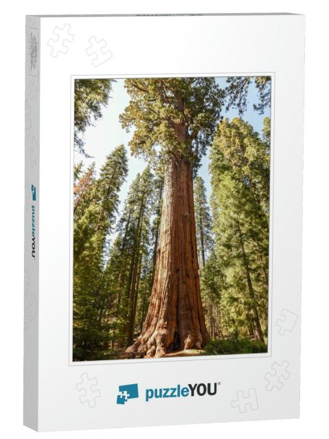 General Sherman Tree in Sequoia National Park, California... Jigsaw Puzzle