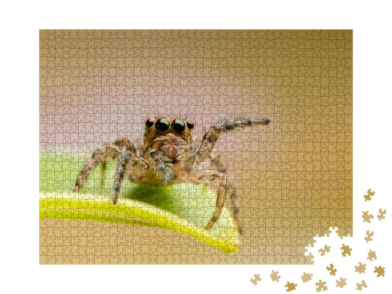 Macro Closeup on Hyllus Semicupreus Jumping Spider. This... Jigsaw Puzzle with 1000 pieces