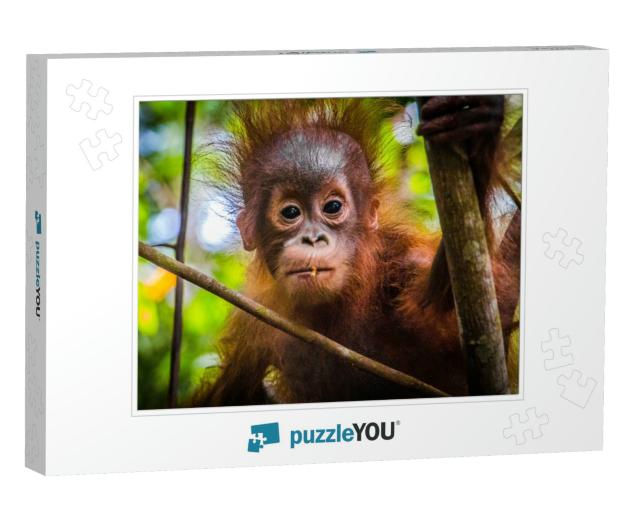 Worlds Cutest Baby Orangutan Looks Into Camera in Borneo... Jigsaw Puzzle