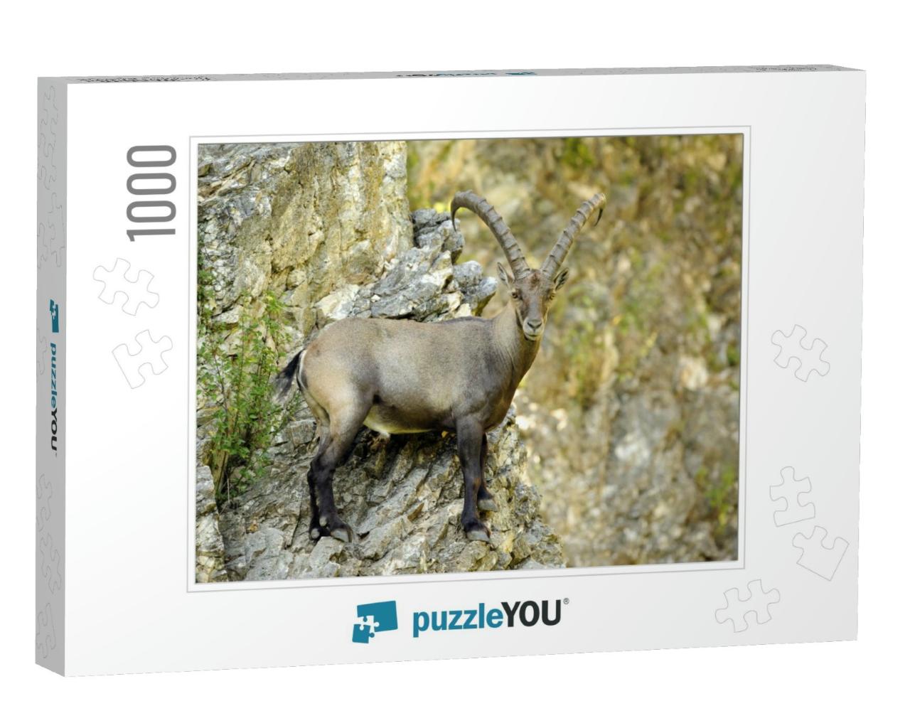 Alpine Ibex or Steinbock Standing on Rocky Cliff Face Cap... Jigsaw Puzzle with 1000 pieces