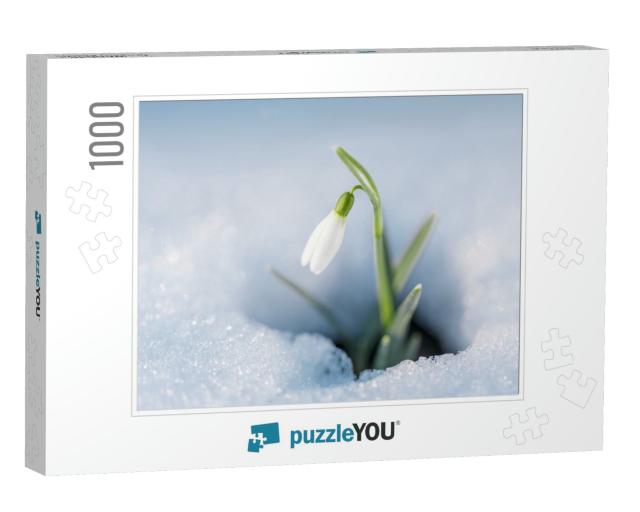 First Flowers. Spring Snowdrops Flowers in the Snow... Jigsaw Puzzle with 1000 pieces
