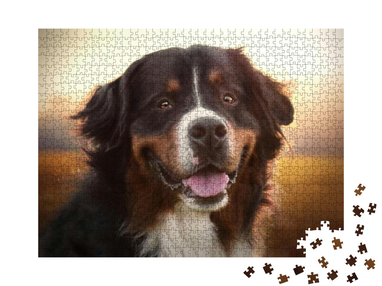 Portrait of Smiling Bernese Mountain Dog in Sunset... Jigsaw Puzzle with 1000 pieces
