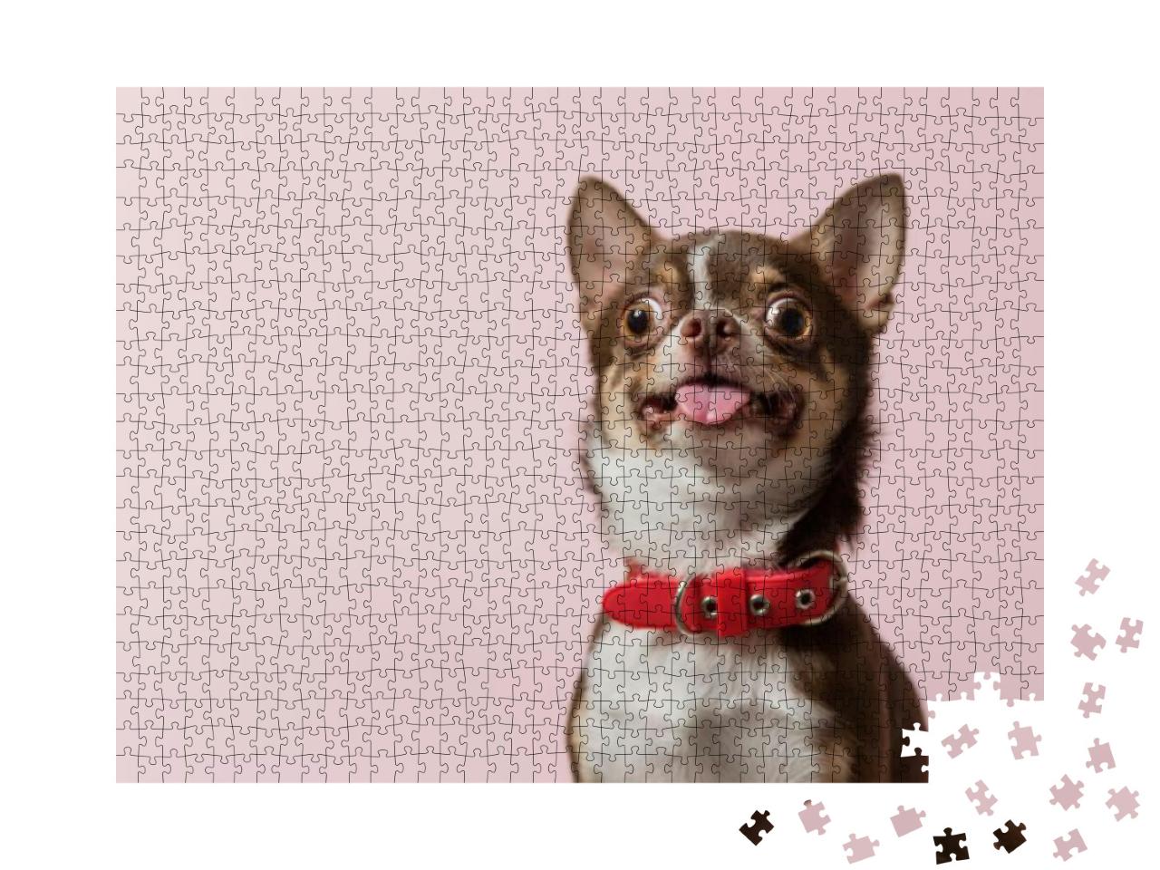 Cute Brown Mexican Chihuahua Dog with Tongue Out Isolated... Jigsaw Puzzle with 1000 pieces
