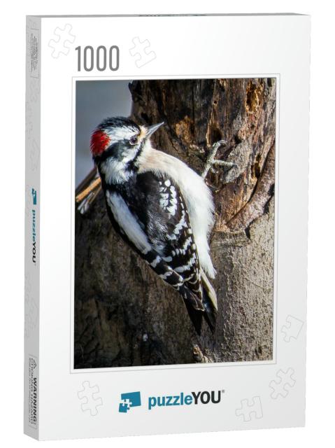 Downy Woodpecker Looking for a Meal... Jigsaw Puzzle with 1000 pieces