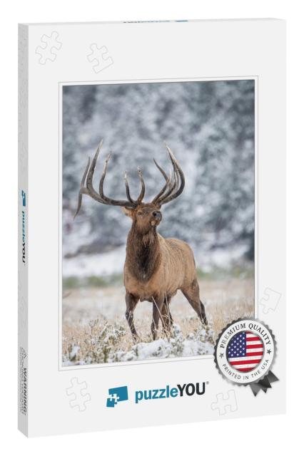 Wild Elk in the West... Jigsaw Puzzle