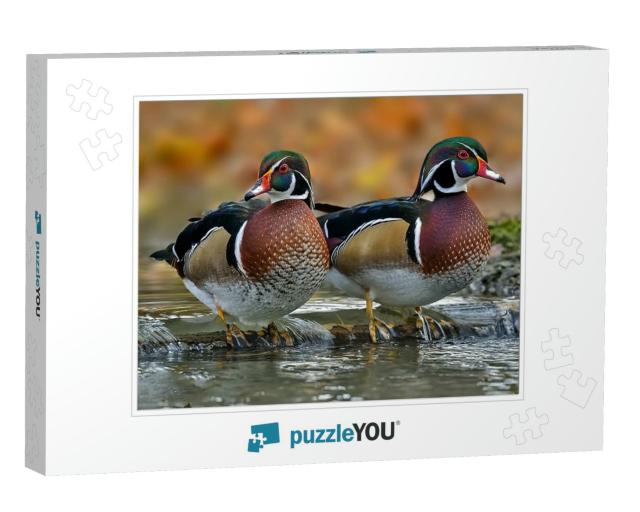 The Wood Duck or Carolina Duck is a Species of Perching D... Jigsaw Puzzle