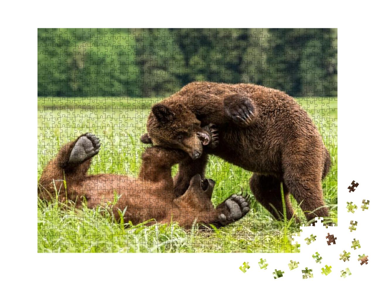 A Closeup of Grizzly Bears Playing Together in the Khutze... Jigsaw Puzzle with 1000 pieces