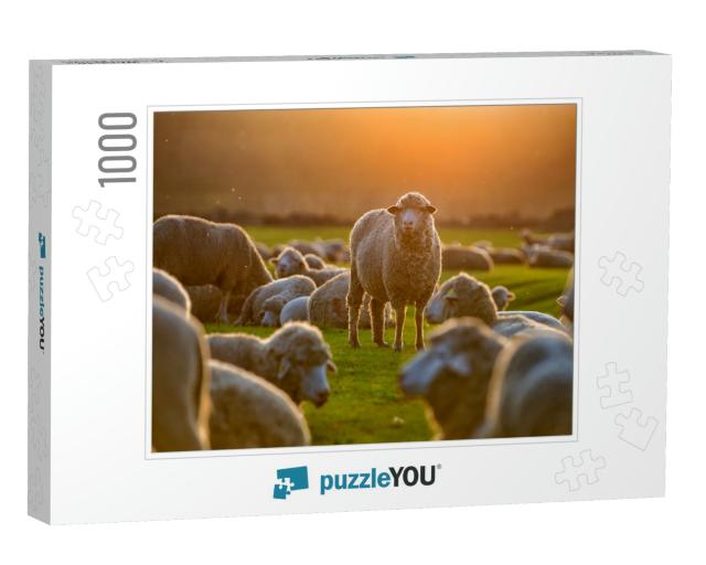 Flock of Sheep At Sunset... Jigsaw Puzzle with 1000 pieces