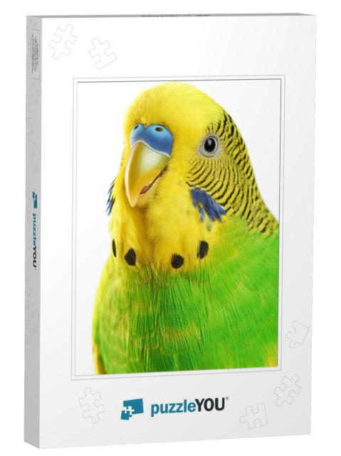 Budgerigar. Parrot Isolated on White Background. Close Up... Jigsaw Puzzle