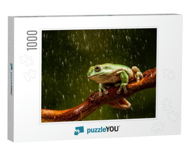 Whites Tree Frog Litoria Caerulea in the Rain - Closeup w... Jigsaw Puzzle with 1000 pieces