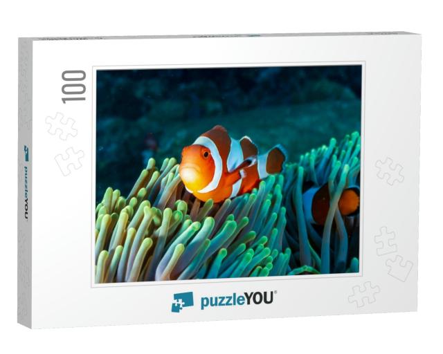 Colorful Clownfish Hiding in Their Host Anemone on a Trop... Jigsaw Puzzle with 100 pieces