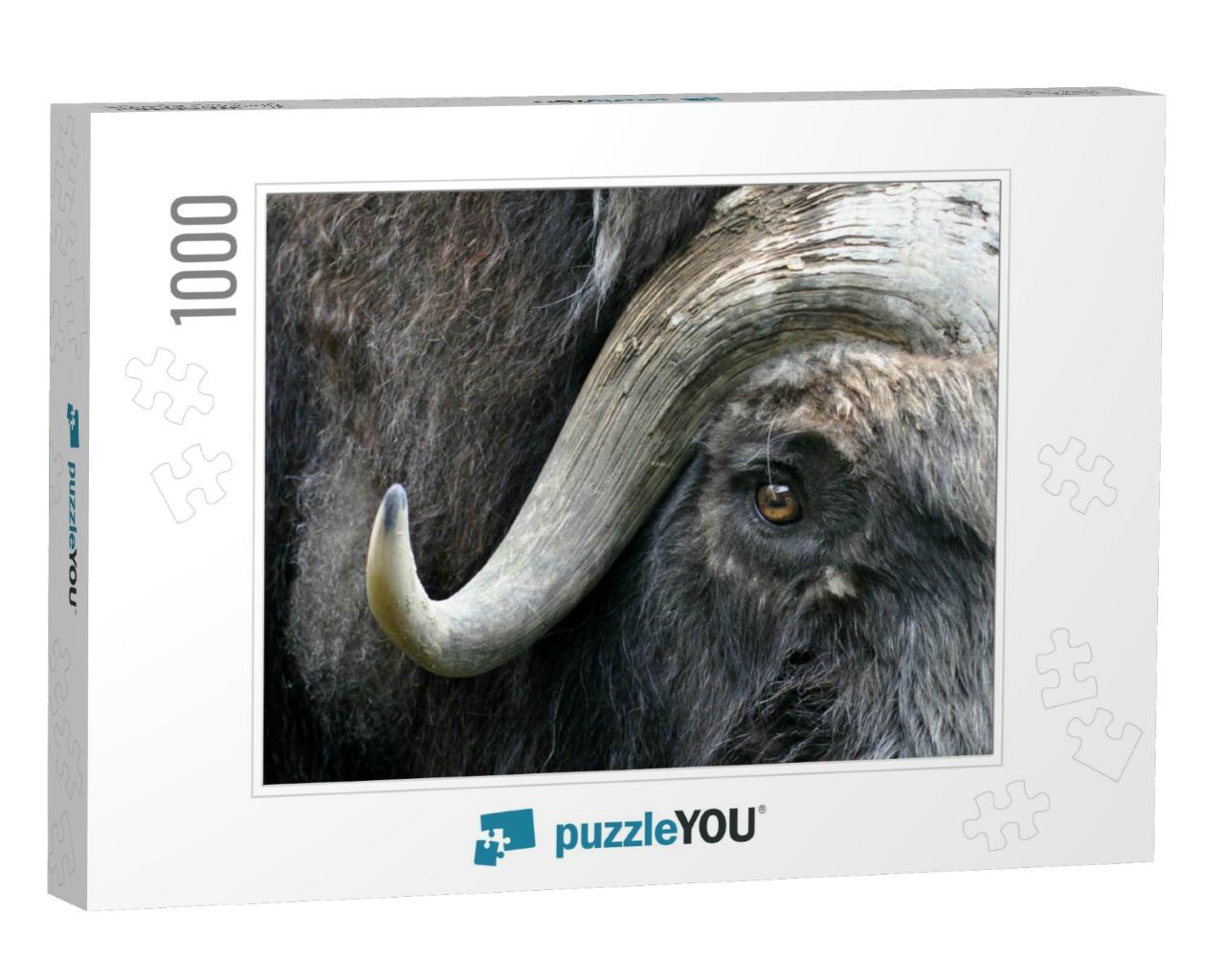 Muskox Face... Jigsaw Puzzle with 1000 pieces